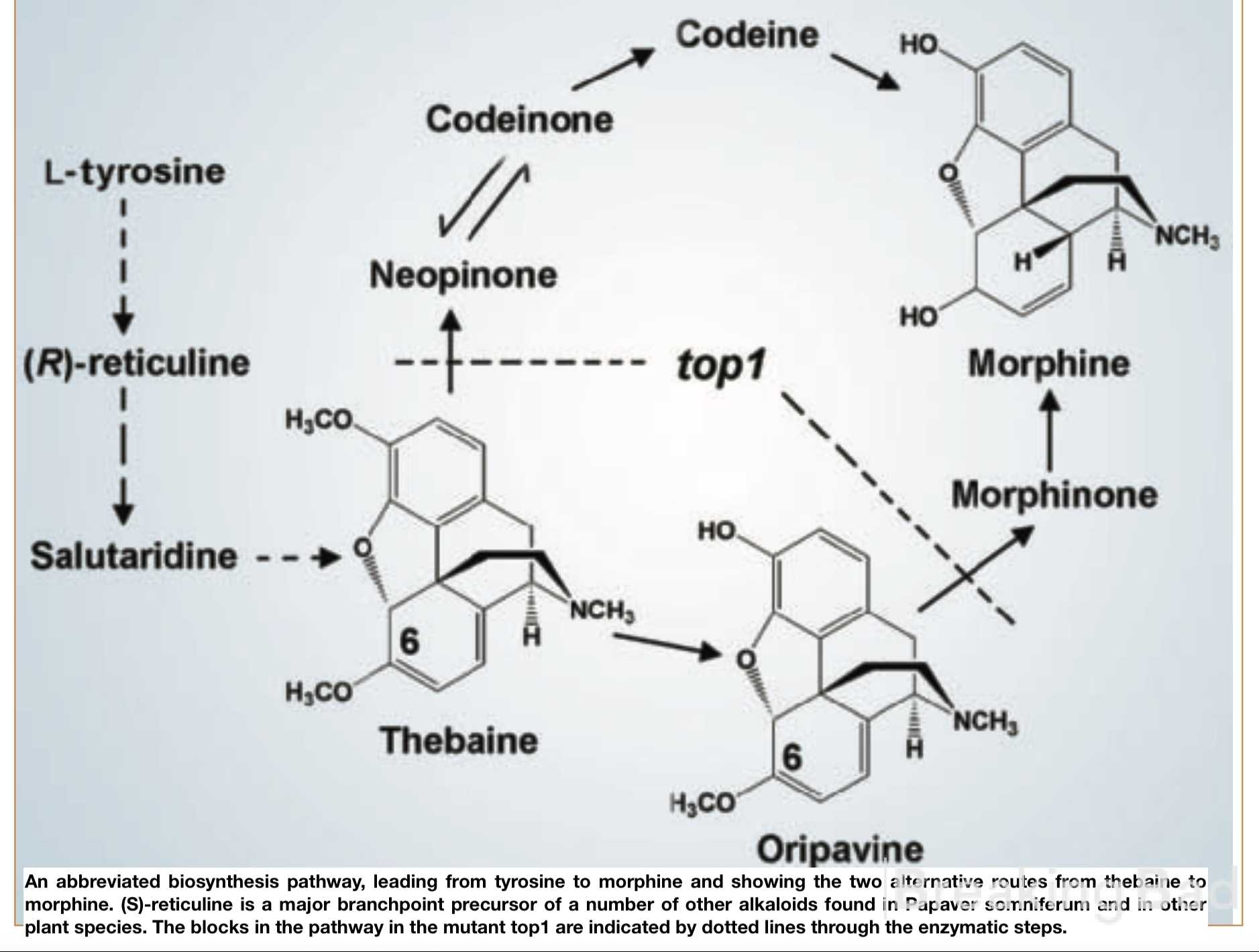 KFQ3cgtUm4